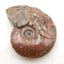 Natural Ammonite Fossil Carved elephant