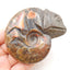 Natural Ammonite Fossil Carved chameleon