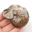 Natural Ammonite Fossil Carved elephant