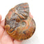 Natural Ammonite Fossil Carved elephant