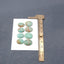 8 PCS Natural Turquoise Cabochons 15*12*4mm, 12*8*4mm, 8.7g