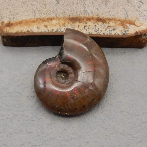 Natural Ammonite Fossil Pendant Bead 37*31*11mm, 18.1g