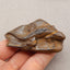 Natural Boulder Opal Carved lizard 68X48X25mm, 57.3g