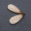 Natural Indonesian Earring Beads 31*14*5mm, 6.1g