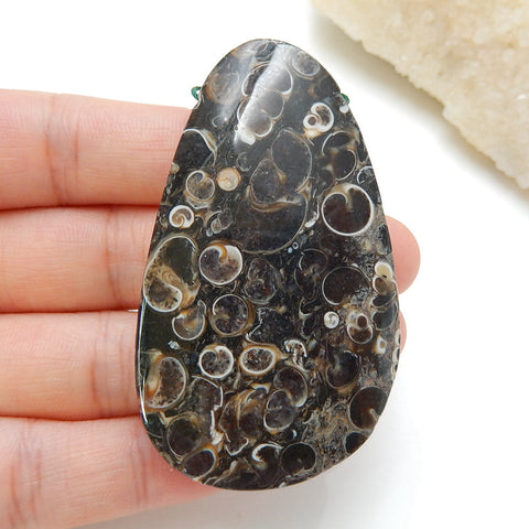 Natural Ammonite Fossil Drilled Gemstone Pendant Bead, 60x34x9mm, 28.9g - MyGemGarden