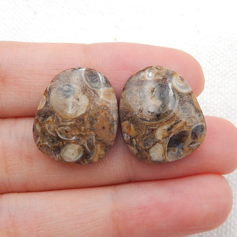 Natural Ammonite Fossil Cabochon Pair, 18x15x5mm, 4.5g