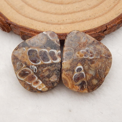 Natural Ammonite Fossil Cabochon Pair, 22x17x5mm, 5.4g