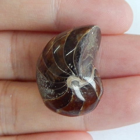 Natural Stone Ammonite Fossil Gemstone Cabochon, 23x18x16mm, 8.8g - MyGemGarden