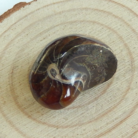 Natural Stone Ammonite Fossil Gemstone Cabochon, 23x18x16mm, 8.8g - MyGemGarden